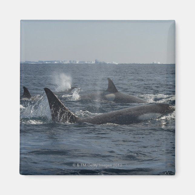 Imã baleia assassina (Frente)