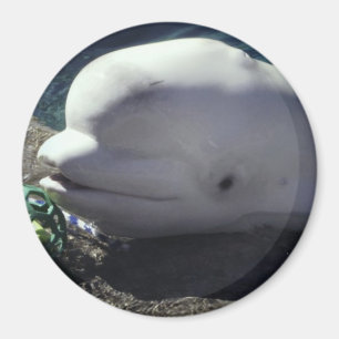 Imã Baleia Beluga