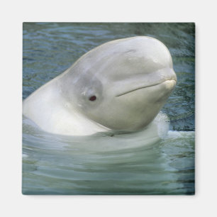 Imã Baleia Beluga, Delphinapterus leucas)
