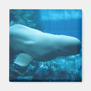 Imã Baleia brincalhão bonito da beluga no aquário em