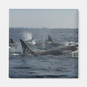 Imã baleia de assassino