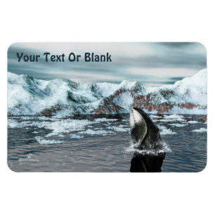 Ímã Baleia-de-cabeça