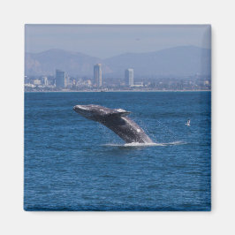 Imã Baleia de época