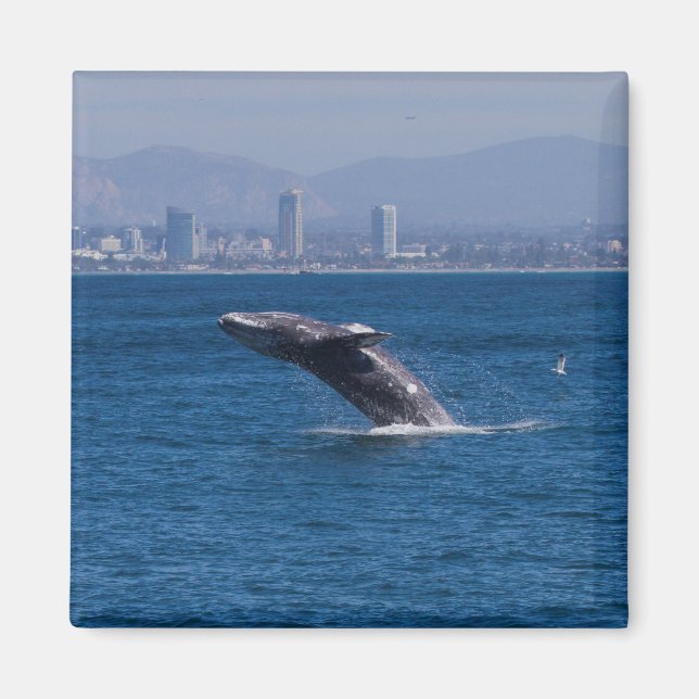 Imã Baleia de época (Frente)