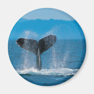 Imã Baleia de Humpback