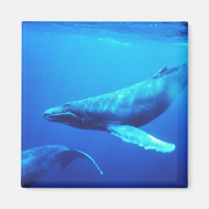 Imã Baleia de Humpback
