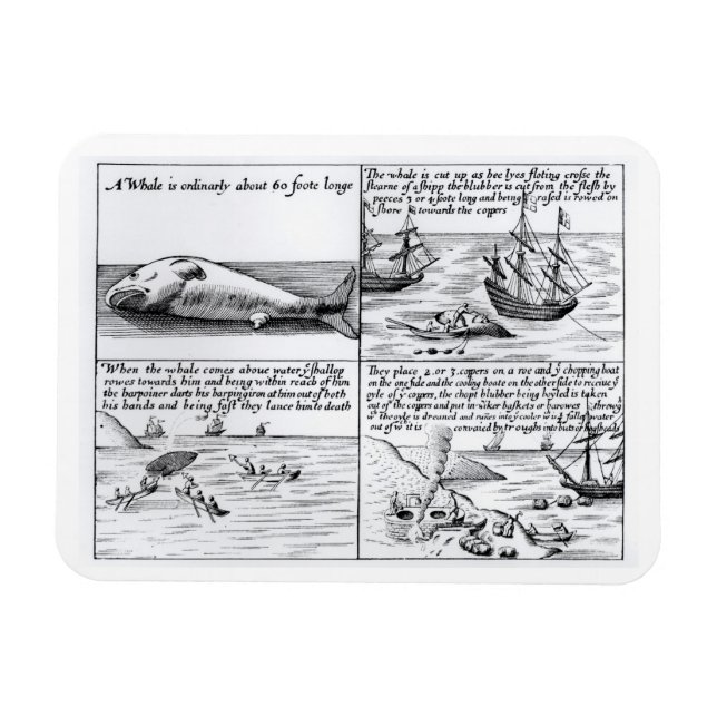 Ímã Baleia em Spitzbergen em 1611 (gravura) (b/w ph (Horizontal)