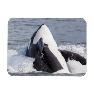 Ímã Baleia Orca saltando