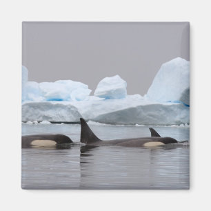 Imã baleias assassinas (orcás), Orcinus orca, cardume