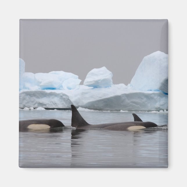 Imã baleias assassinas (orcás), Orcinus orca, cardume (Frente)