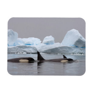 Ímã baleias assassinas (orcás), Orcinus orca, grupo