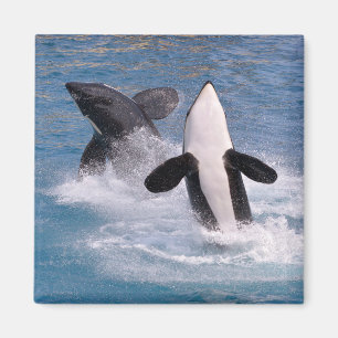 Imã Baleias assassinas saltando da água