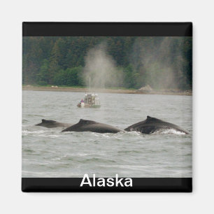 Imã Baleias de Alaska
