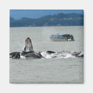 Imã Baleias de Alaska