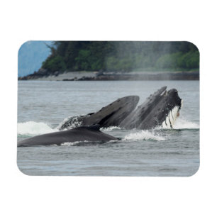 Ímã Baleias de Humpback de alimentação