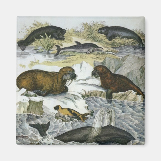 Imã Baleias-Vintage, focas e valsas, animais marinhos (Frente)