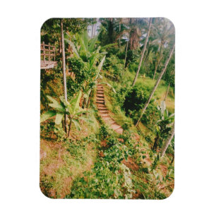 Ímã Bali, floresta tropical