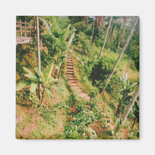 Imã Bali, floresta tropical