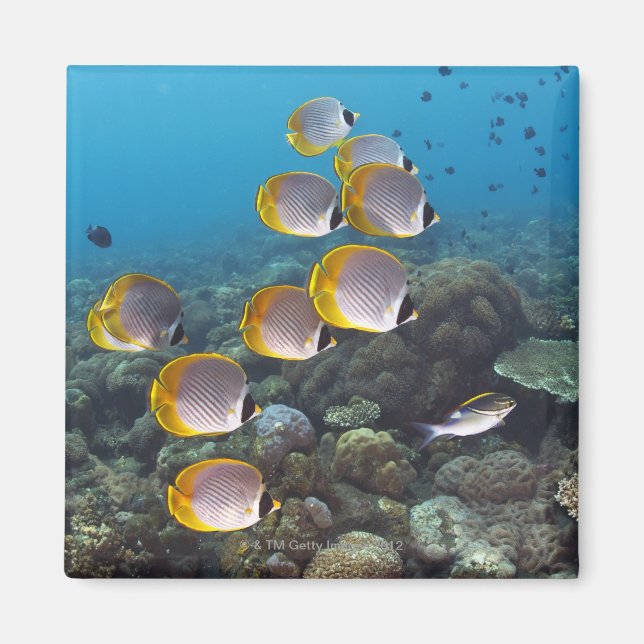 Imã Bali, Indonésia (Frente)