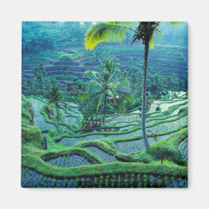 Imã Bali Visão geral das Terracas de Arroz