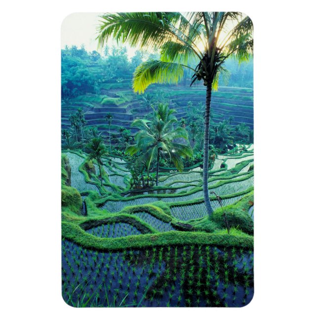 Ímã Bali | Visão Geral das Terras de Arroz (Vertical)