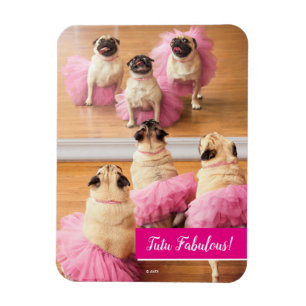 Ímã Ballerina Pugs Em Tutus