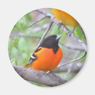 Imã Baltimore Oriole