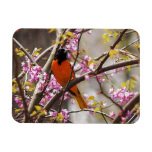 Ímã Baltimore Oriole