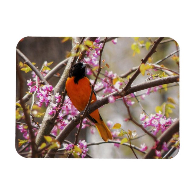 Ímã Baltimore Oriole (Horizontal)