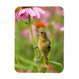 Ímã Baltimore Oriole