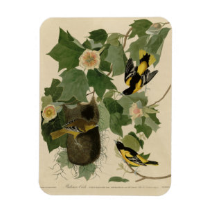 Ímã Baltimore Oriole - das Aves da América de Audubon