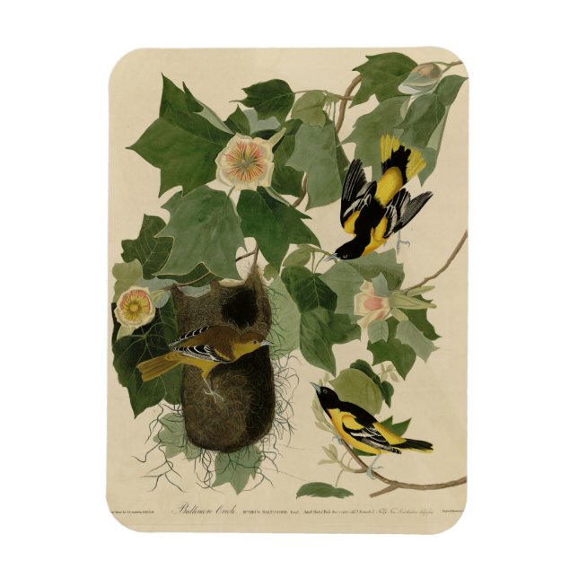 Ímã Baltimore Oriole - das Aves da América de Audubon (Vertical)