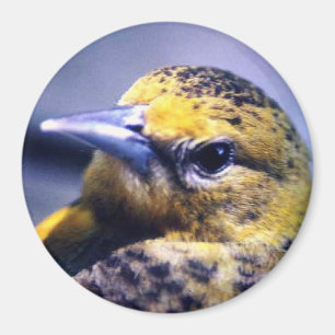 Imã Baltimore Oriole, fêmea