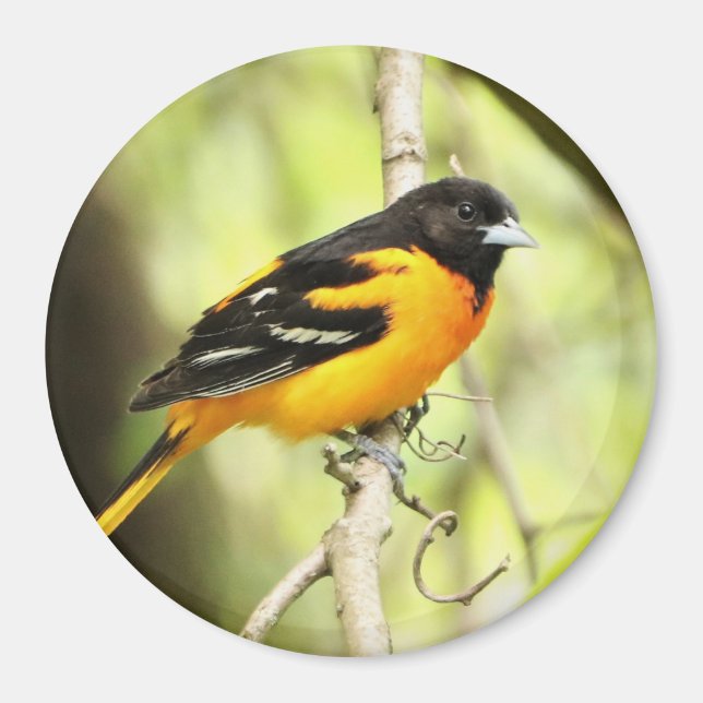 Imã Baltimore Oriole Magnet (Frente)