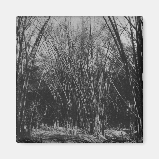 Imã Bamboo Clump, Trinidad, c.1891 (Frente)