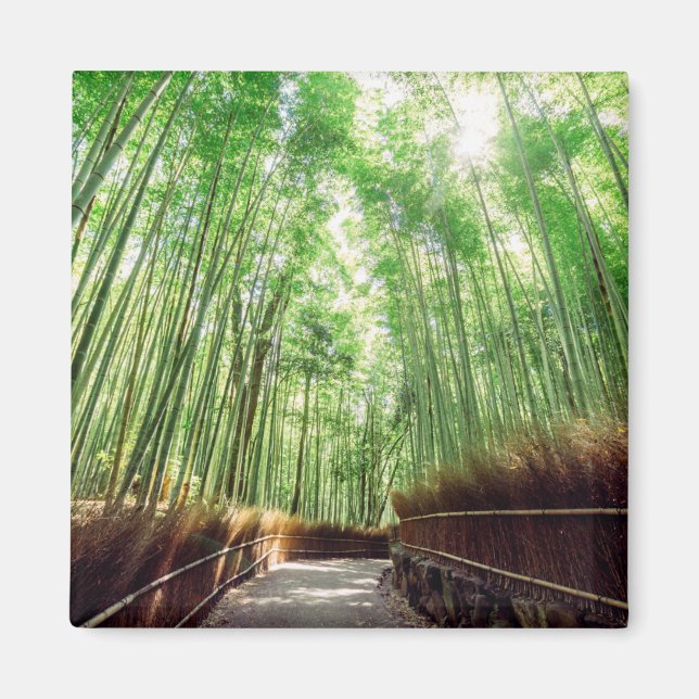 Imã Bamboo Grove | Arashiyama, Quioto, Japão (Frente)