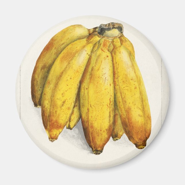 Imã Banana (Frente)