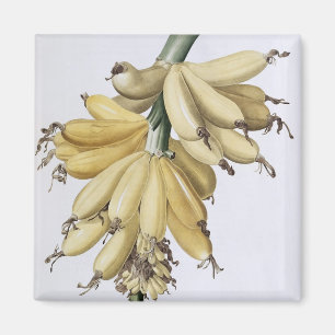 Imã Banana, 1816