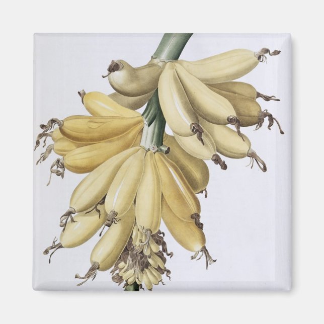 Imã Banana, 1816 (Frente)