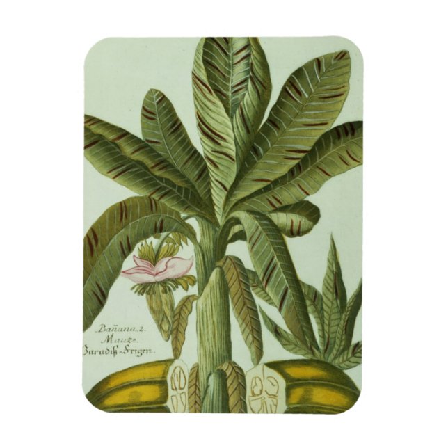 Ímã Banana, da Phytanthoza Iconogri de J. Weinmann (Vertical)