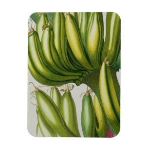Ímã Banana, gravada por Johann Jakob Haid (1704-67) pl