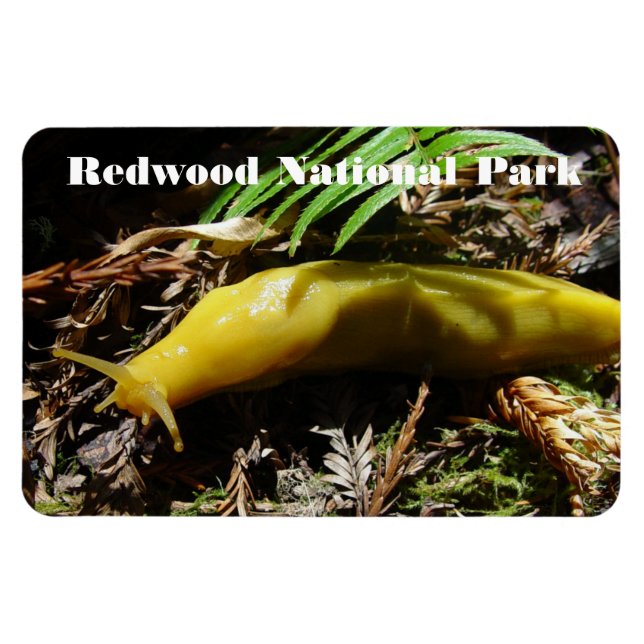 Ímã Banana Slug (Horizontal)