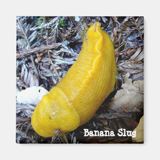 Imã Banana Slug Magnet