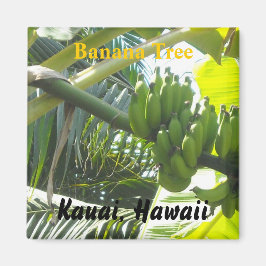 Imã Banana Tree, Kauai, Havaí