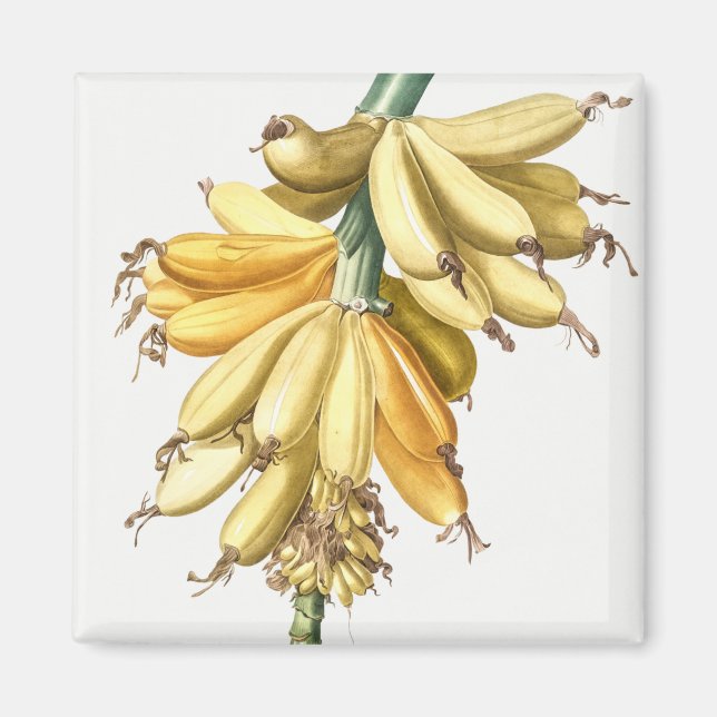 Imã Bananas (Frente)