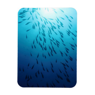 Ímã Banco de areia dos peixes
