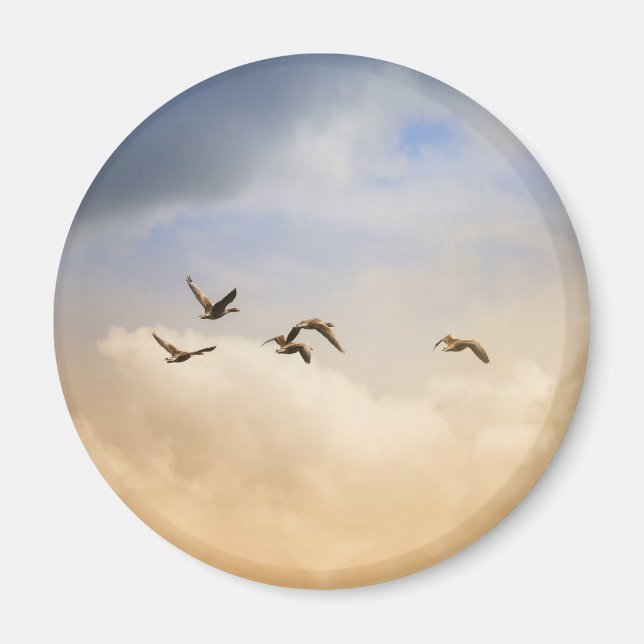 Imã Bando de Aves em Voo (Frente)