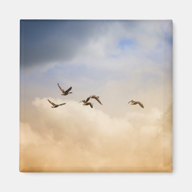 Imã Bando de Aves em Voo (Frente)