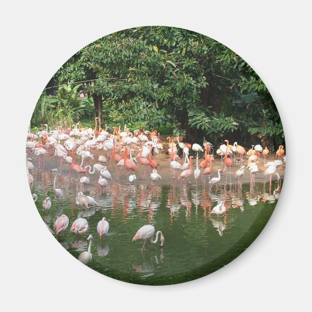 Imã bando de flamingos (Frente)
