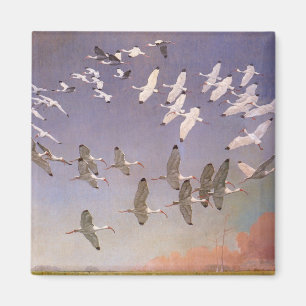 Imã Bando de Ibis sobrevoando Zonas Úmidas, Aves Vint